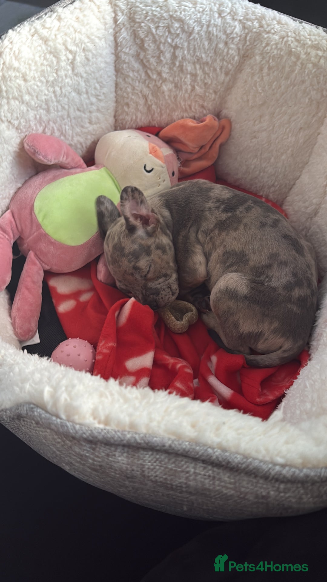 Mixed Breed dogs for sale: Staff x Frenchie - Advert 6