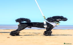 Toy Poodle dogs for stud: Black Phantom Toy Poodle PROVEN - Image 4