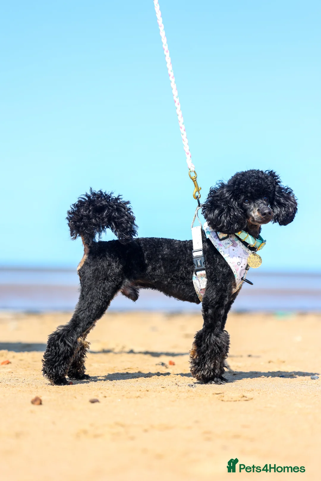 Toy Poodle dogs for stud: Black Phantom Toy Poodle PROVEN - Advert 4
