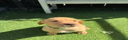 Labrador Retriever dogs for sale: 🐾🧡READY 1 BOY LEFT Kc Labrador PUPPIES 🧡🐾 - Advert 9