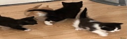 Mixed Breed cats for sale: 5 beautiful kittens  - Advert 39