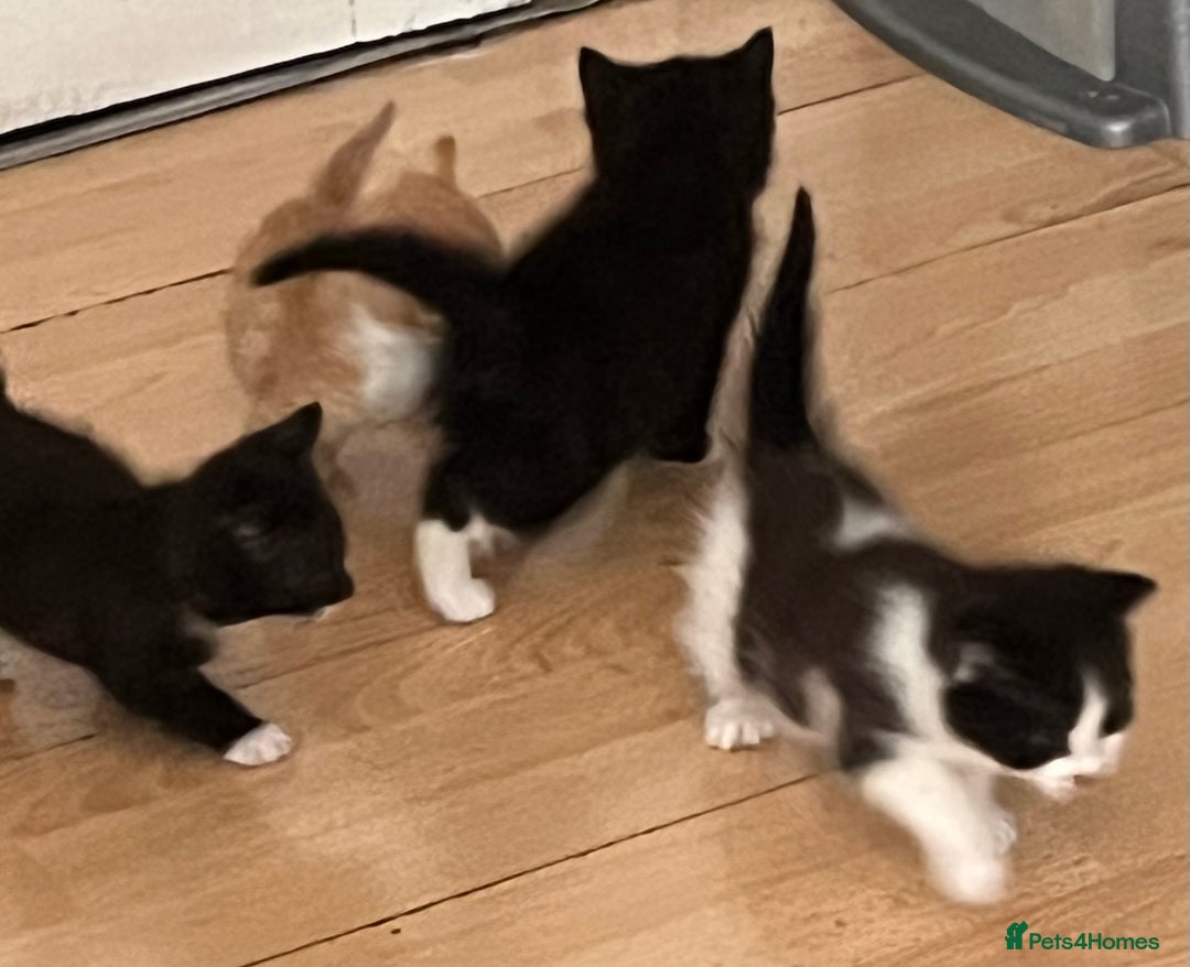 Mixed Breed cats for sale: 5 beautiful kittens  - Advert 39