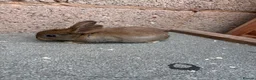 Mixed Breed rabbits for sale: Baby rabbits  - Advert 4