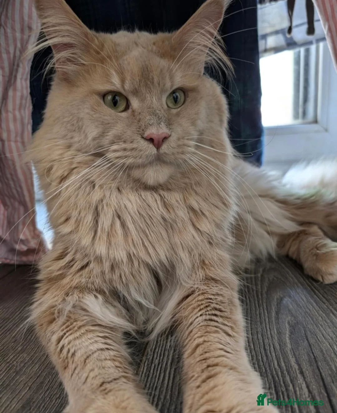 Maine Coon cats for sale: Stunning TICA Registered Maine Coon Kittens - Advert 3