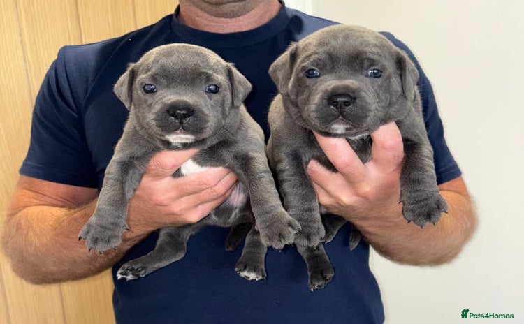 Staffordshire Bull Terrier dogs - Advert 15