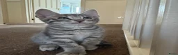 Bengal cats for sale: Half bengal kitten in Horsham - Advert 4