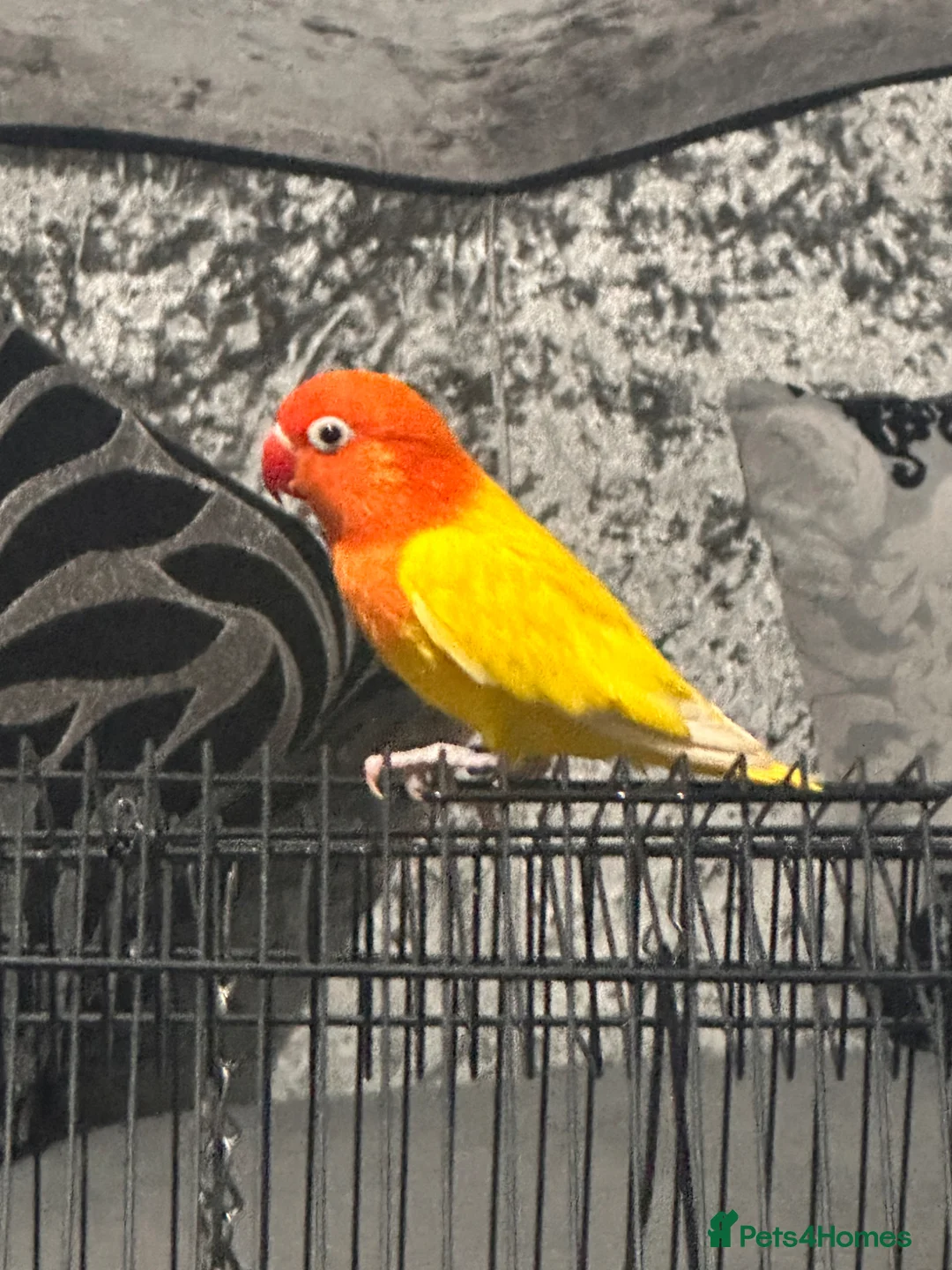 Lovebirds birds for sale: LOVEBIRD - Advert 2