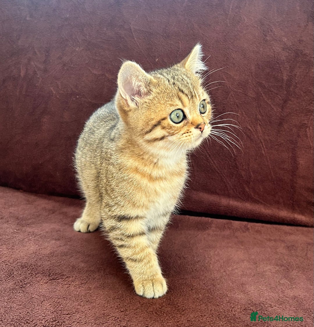 British Shorthair cats for sale: British shorthair Chocolate Boy - Advert 2