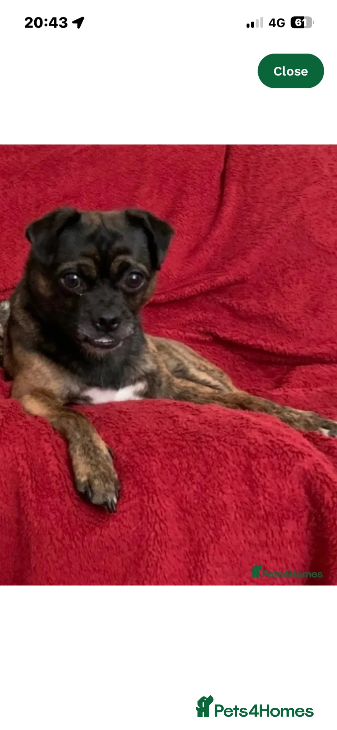 Mixed Breed dogs for sale: Theo  - Advert 5