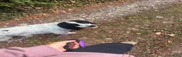 English Springer Spaniel dogs for sale: Beautiful English Springer Spaniel - Advert 4