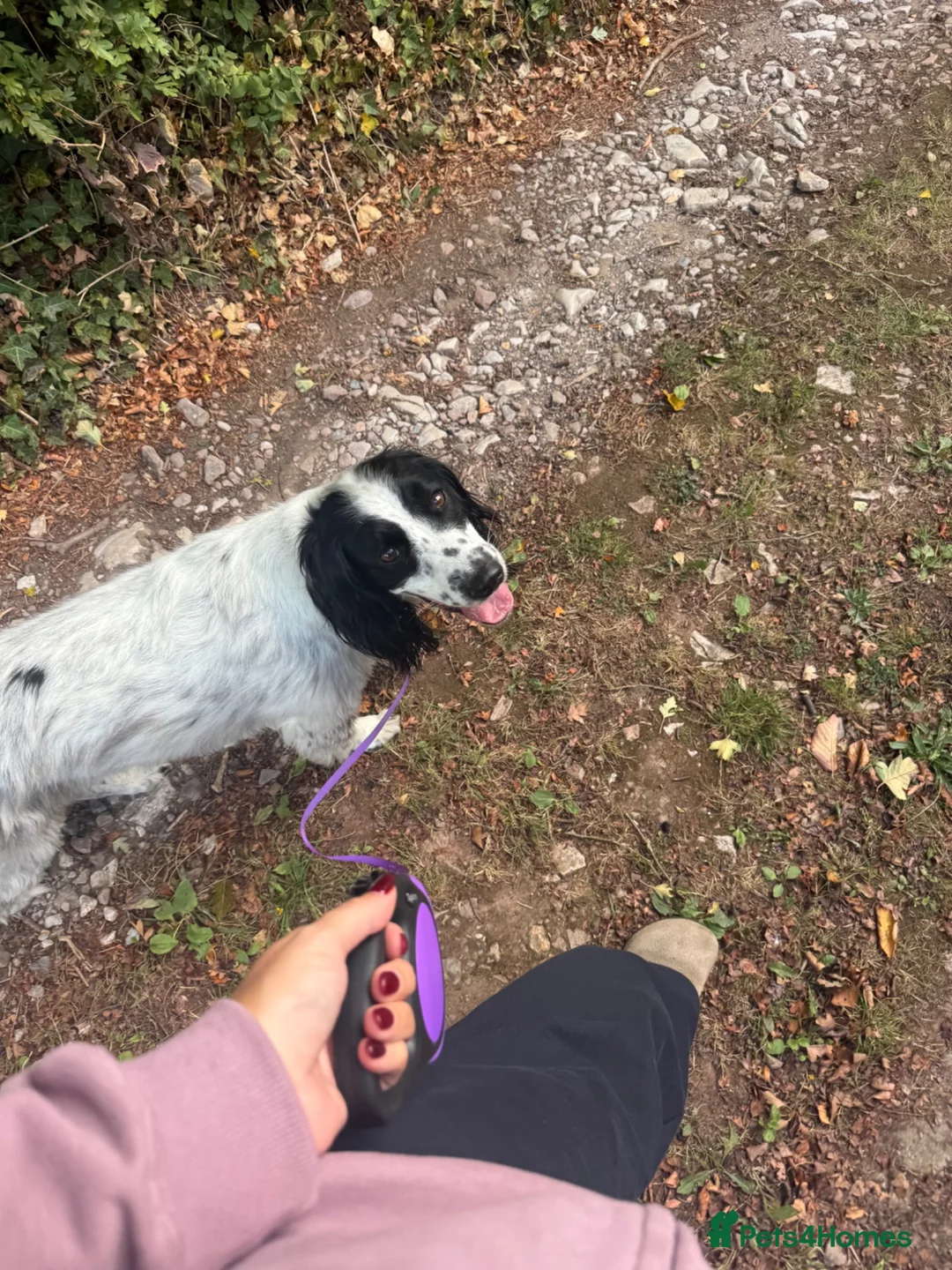 English Springer Spaniel dogs for sale: Beautiful English Springer Spaniel - Advert 4