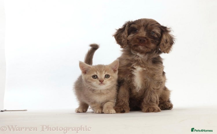 British Shorthair cats - Advert 8