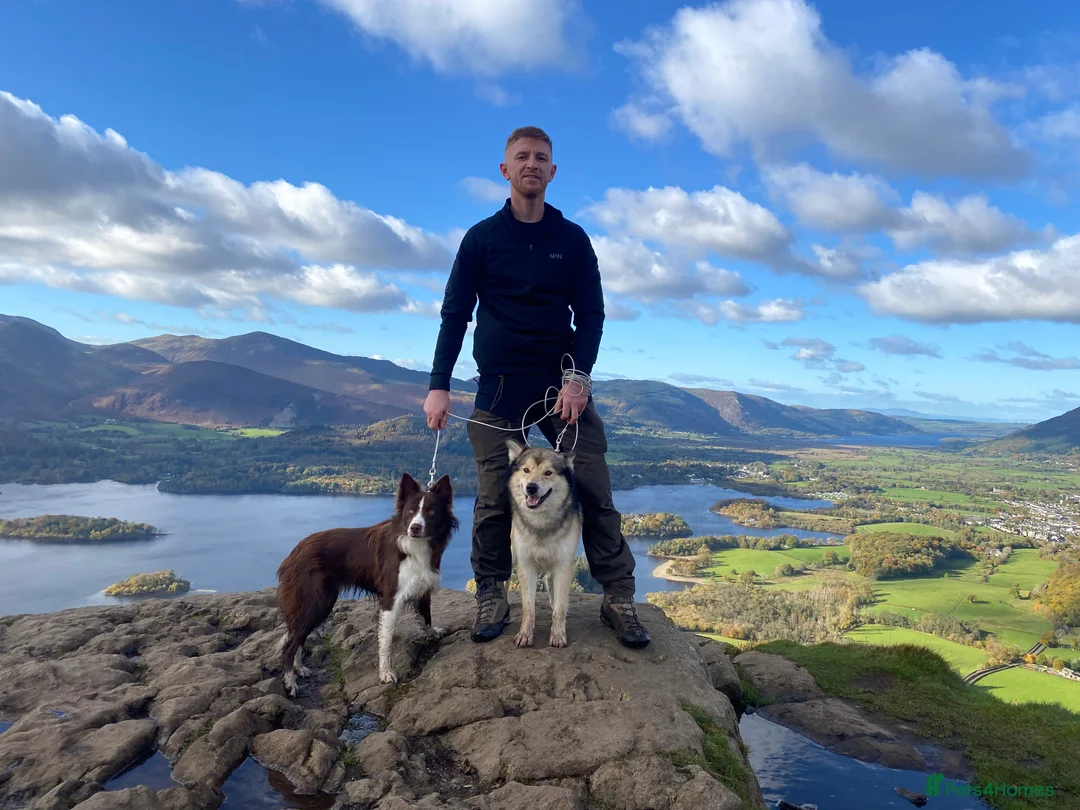 Mixed Breed dogs for sale: Border x Pomskys  - Advert 10