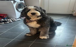 Bernese Mountain Dog dogs for stud: Old English Sheepdog/Bernese Mountain Dog - Image 3