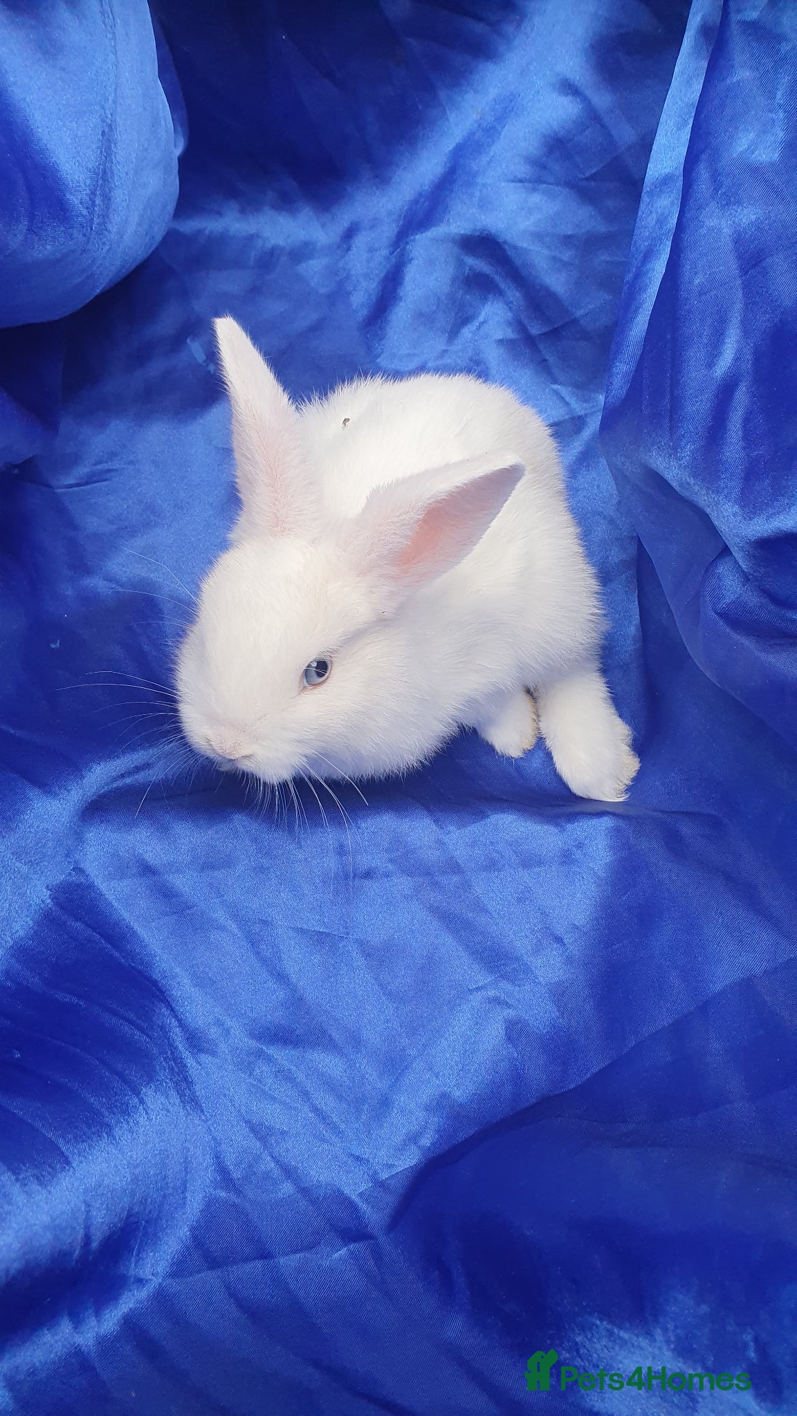 Mixed Breed rabbits Baby rabbits  - Advert 21