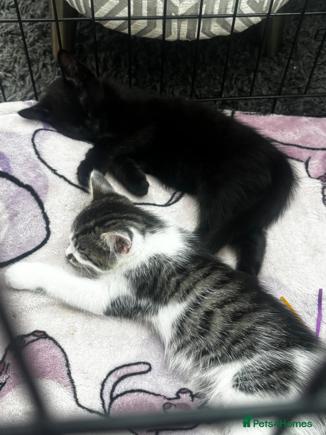 Mixed Breed cats for sale: 2 Beautuful Female Kittens For Sale  - Advert 5
