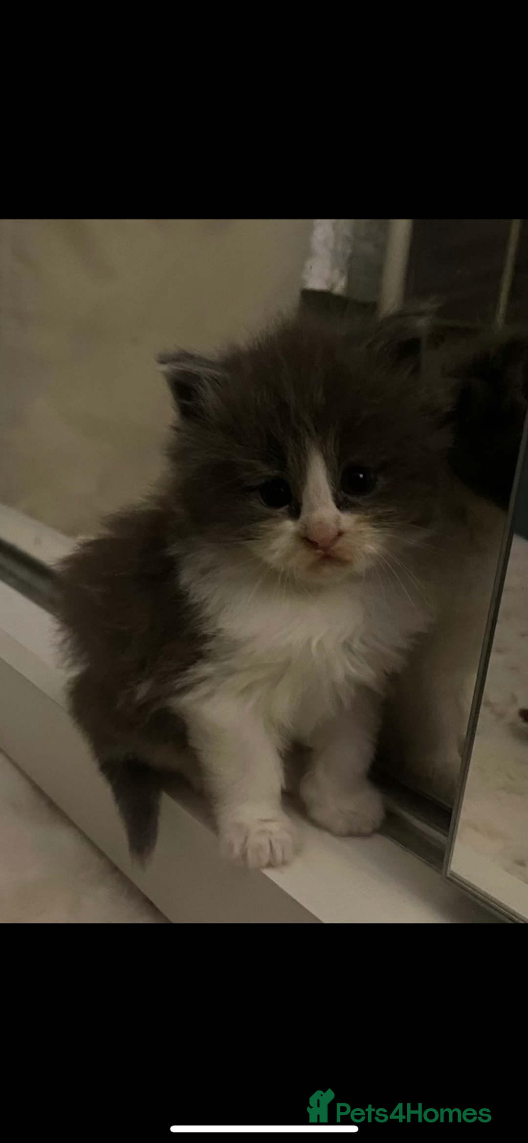 Maine Coon cats for sale: 💓Beautiful Mainecoon/Ragdoll Mix Kittens💓 - Advert 5