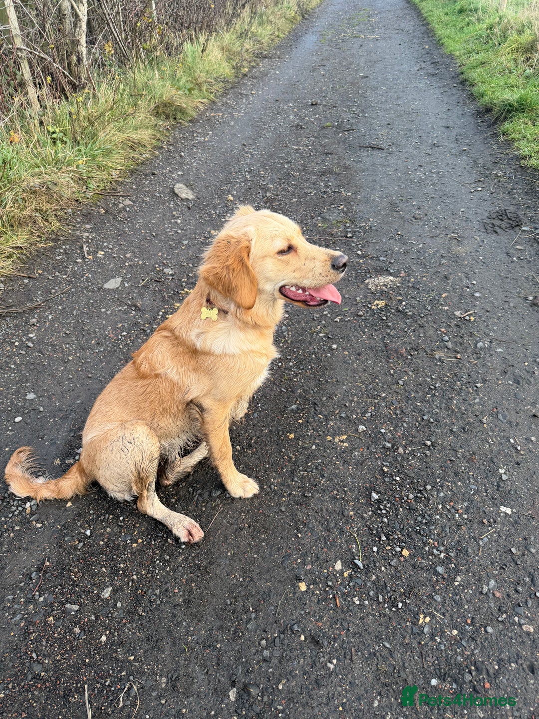 Golden Retriever dogs for sale: Goldie, 9 month retriever puppy - Advert 3