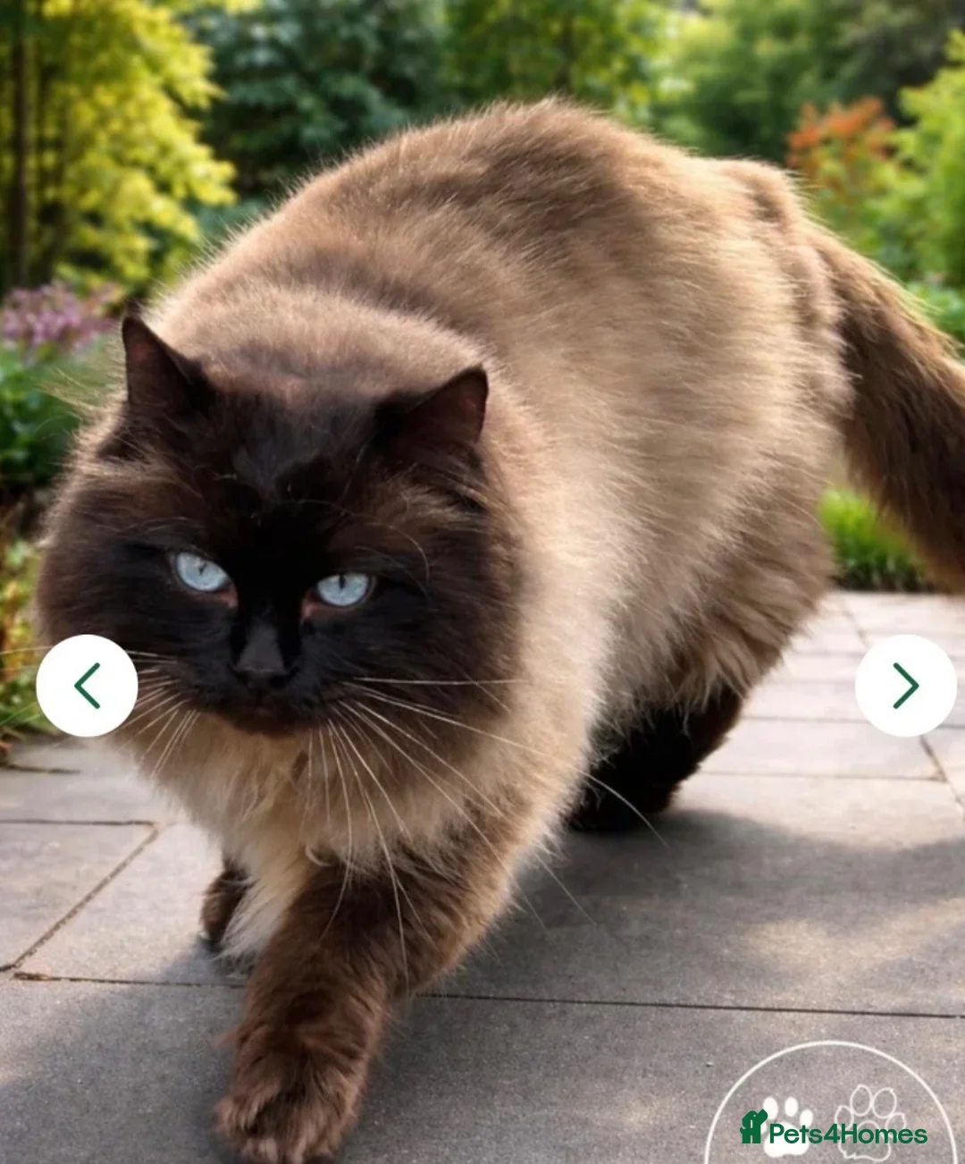 Ragdoll cats for sale: Fully registered GCCF Male ragdoll kitten  - Advert 1