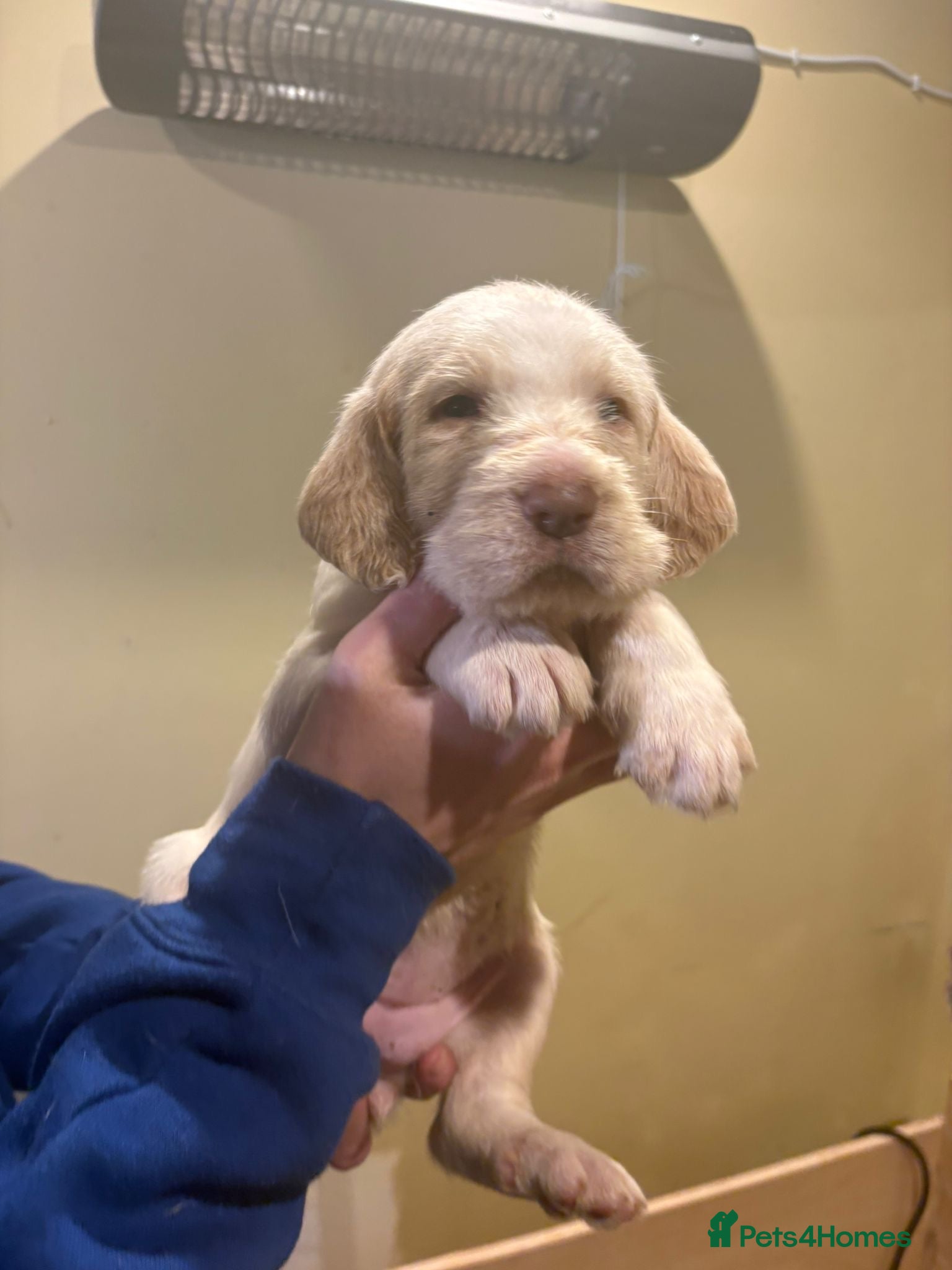 Italian Spinone dogs Beautiful Italian Spinone Puppies - Advert 1