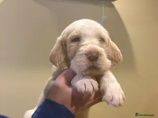 Italian Spinone dogs Beautiful Italian Spinone Puppies - Advert 2