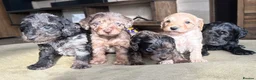 Cavapoo dogs for sale: Cavapoo puppies - Advert 3