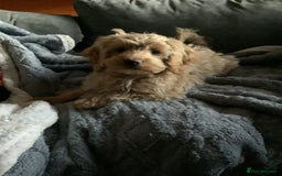 Mixed Breed dogs for sale: Cavapoo - Image 1