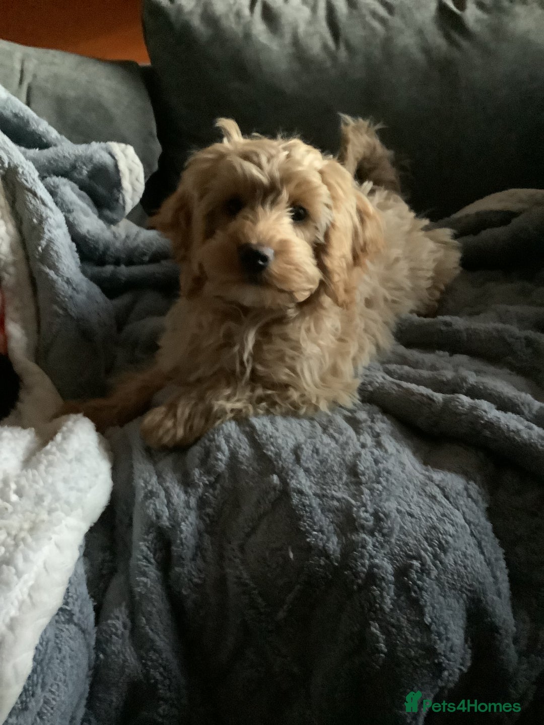 Mixed Breed dogs for sale: Cavapoo - Image 1