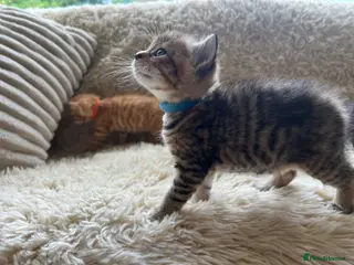 Maine Coon cats Maine Coon Cross Kittens Seeking Forever Homes - Advert 2