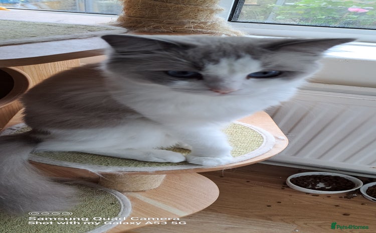 Ragdoll cats - Advert 1