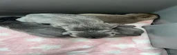 French Bulldog dogs for sale: 3 Beautiful Male French Bulldog Puppies Available  - Advert 10