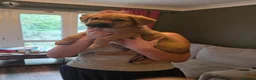 Mixed Breed dogs for sale: German shephard mastiff puppies for sale  - Advert 5
