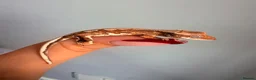 Gecko reptiles for sale: Baby crested gecko’s  - Advert 8