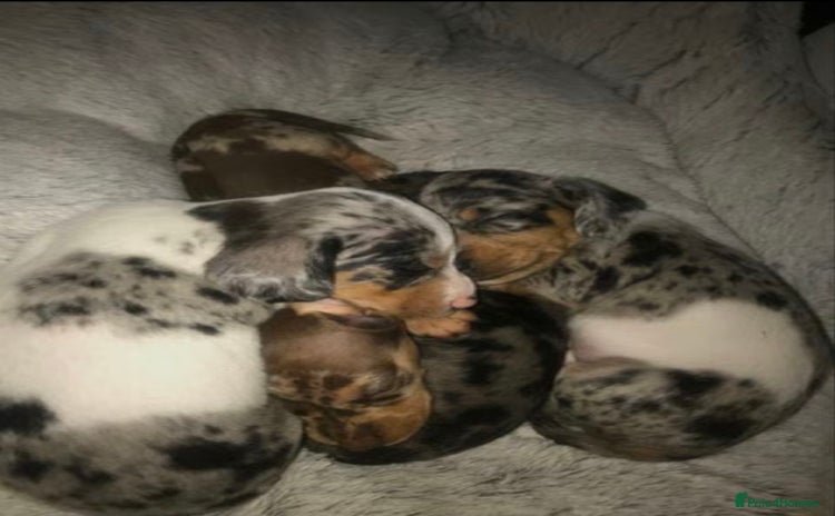 Miniature Dachshund dogs - Advert 5
