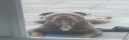 Olde English Bulldogge dogs for sale: Olde tyme English bulldog - Advert 2