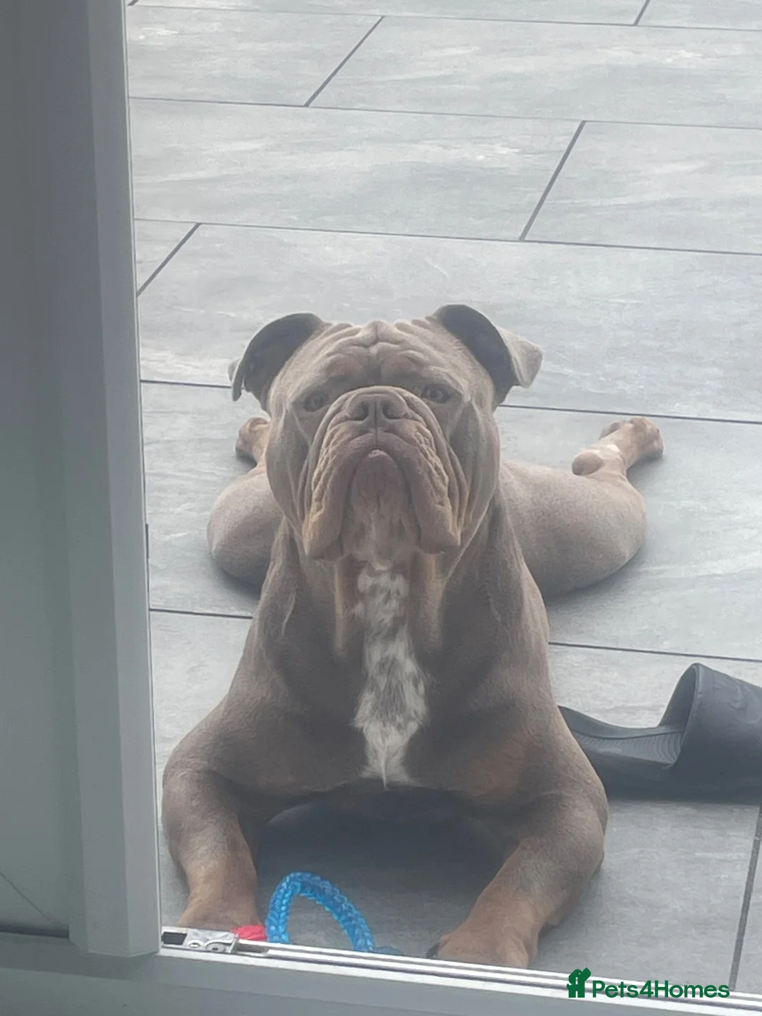 Olde English Bulldogge dogs for sale: Olde tyme English bulldog - Advert 2