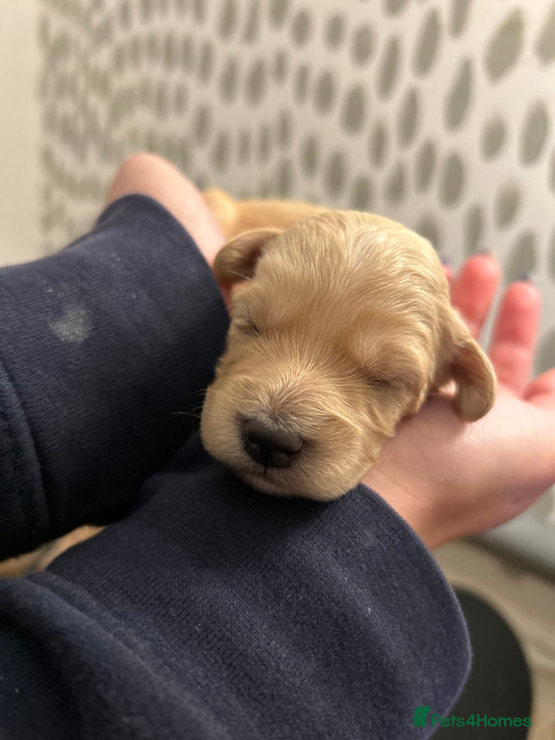 Cockapoo dogs for sale: F2 cockapoo’s for sale! 🌟  - Advert 18