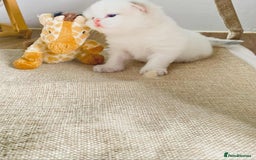 British Longhair cats for sale: 🐾🤩❤️Gold Angels - tiny stars 🐾❤️🐱 - Image 31