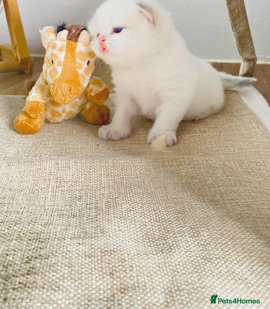 British Longhair cats for sale: 🐾🤩❤️Gold Angels - tiny stars 🐾❤️🐱 - Image 31