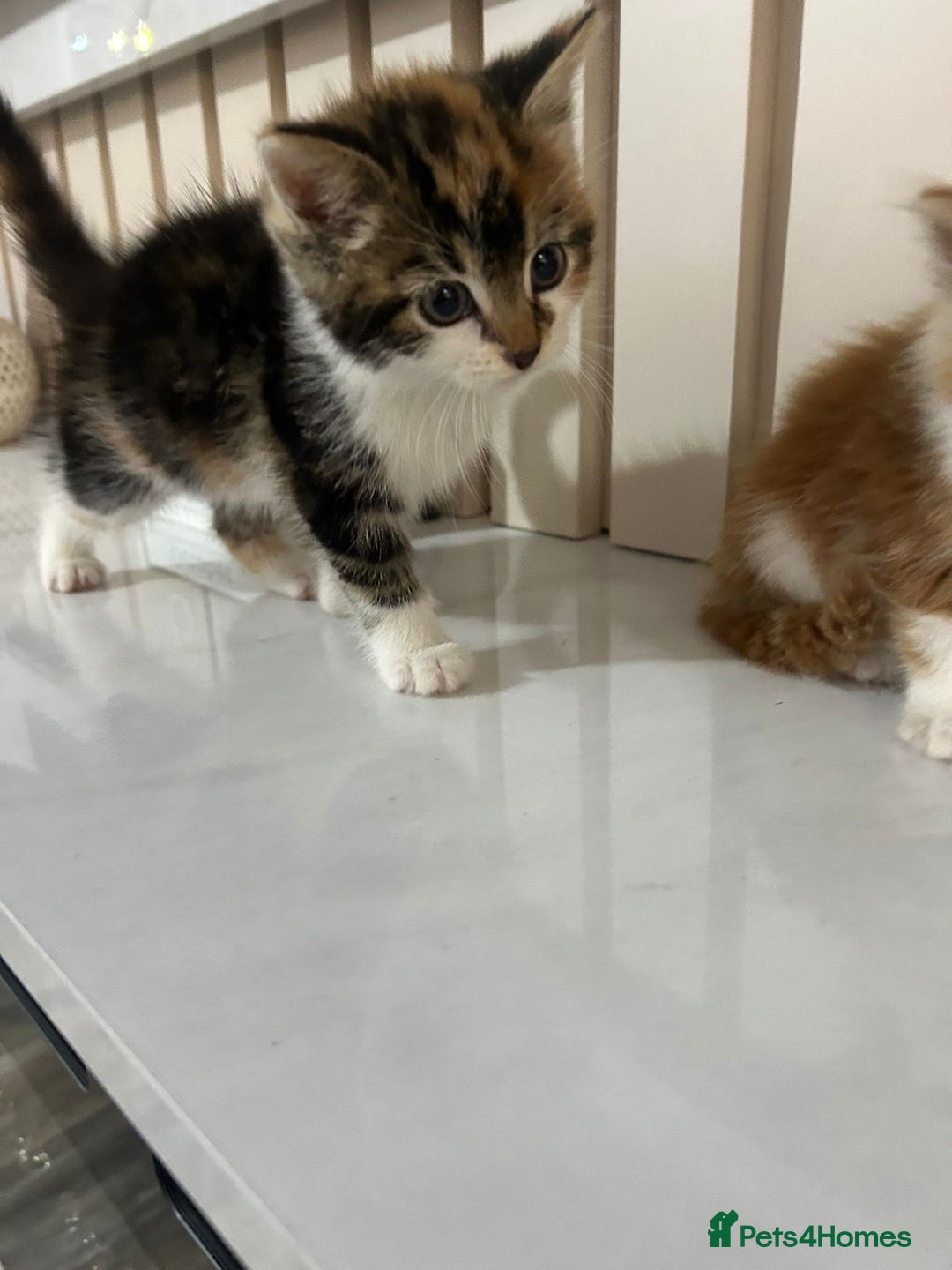 British Longhair cats for sale: Beautiful Fluffy Long-Haired British Tabby Kittens - Image 11