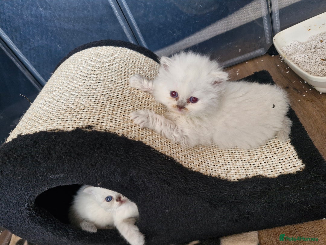 British Shorthair cats for sale: Pedigree British shorthair, longhair, blue, lilac - Image 5