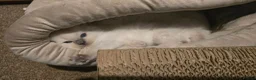 Ragdoll cats for sale: Affectionate Ragdoll Kittens Health-Tested Line - Advert 8