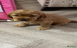 Sprocker dogs for sale: Cocker/sprocker  - Image 6