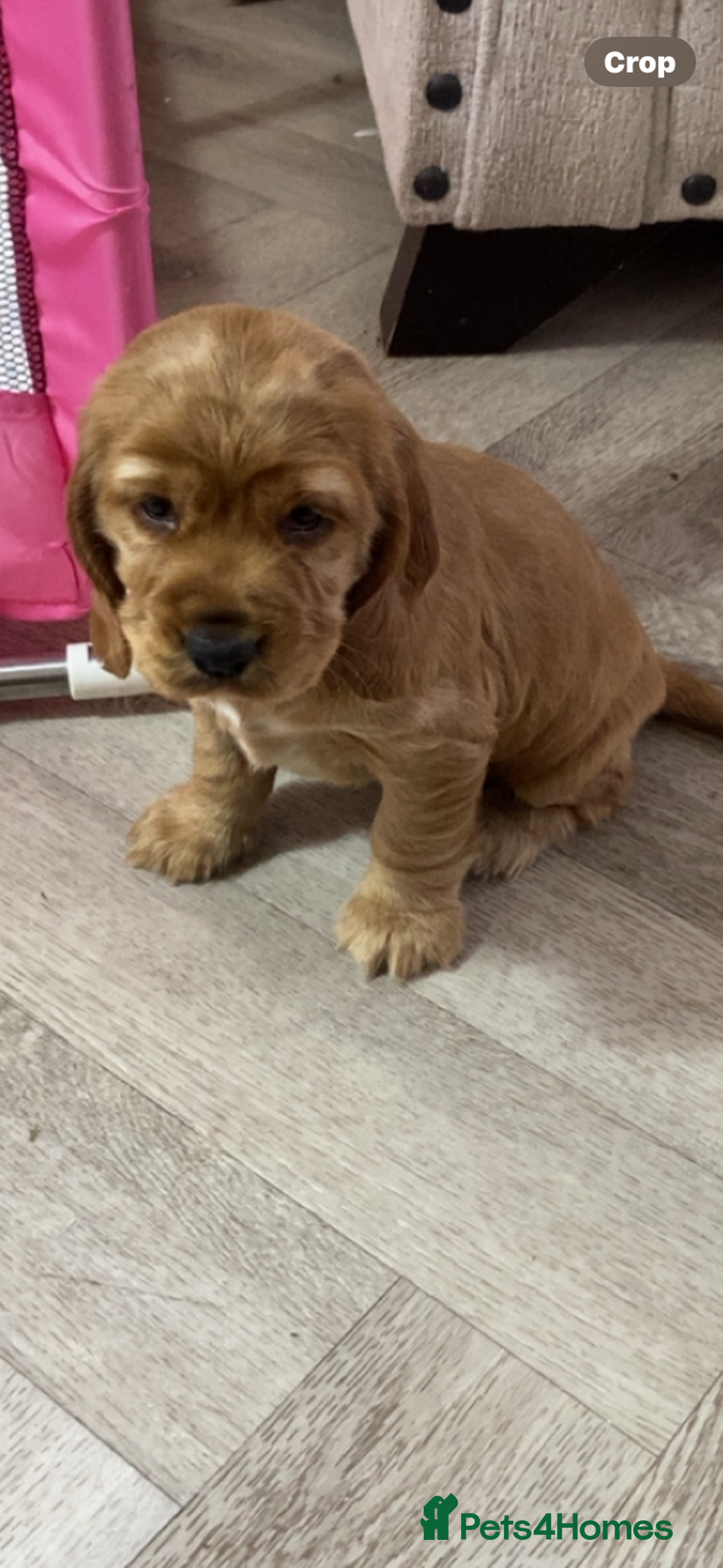 Sprocker dogs for sale: Cocker/sprocker  - Image 6