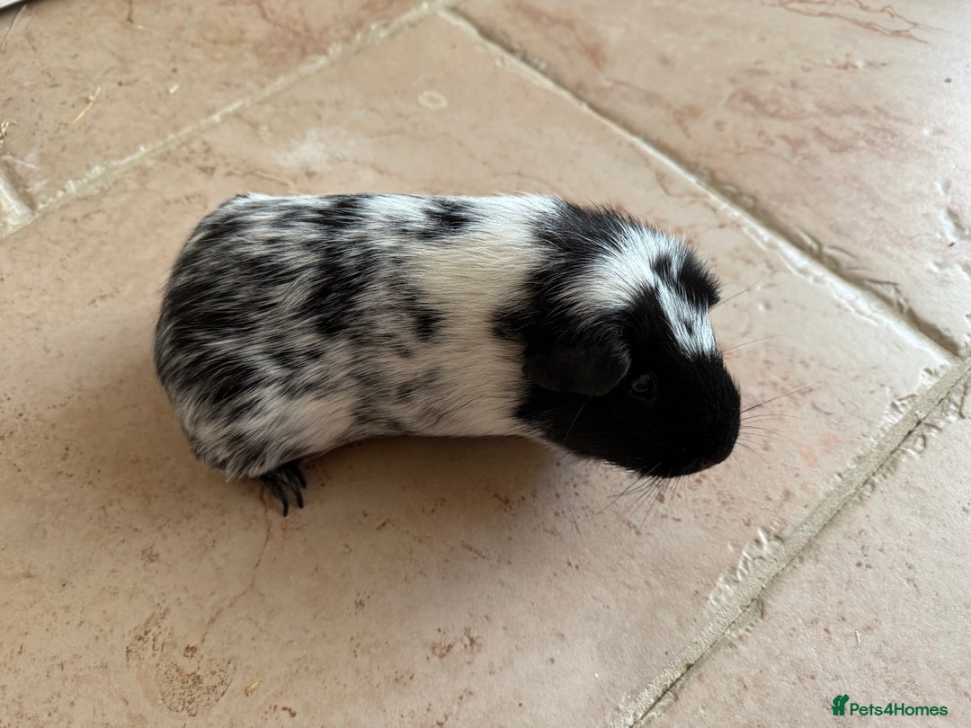 Guinea Pig rodents for sale: Two gorgeous friendly adult female guinea pigs - Image 3