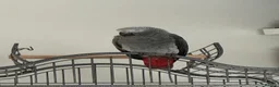 Parrots birds for sale: Stunning baby African Grey - Advert 7