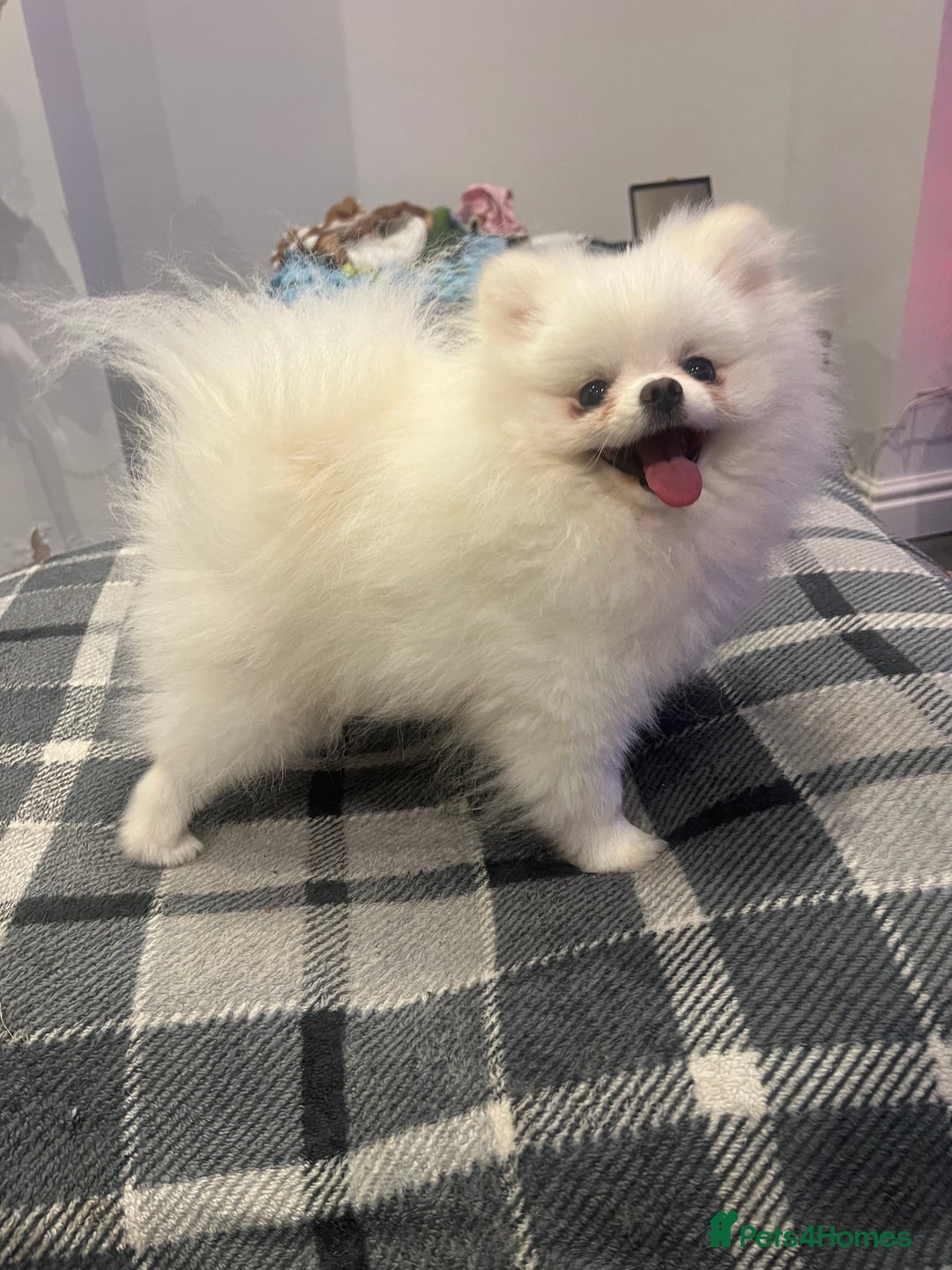 Pomeranian dogs for stud: White KC Pomeranian (Stud)  - Advert 1