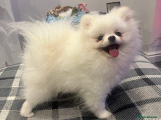 Pomeranian dogs White KC Pomeranian (Stud) - Advert 9