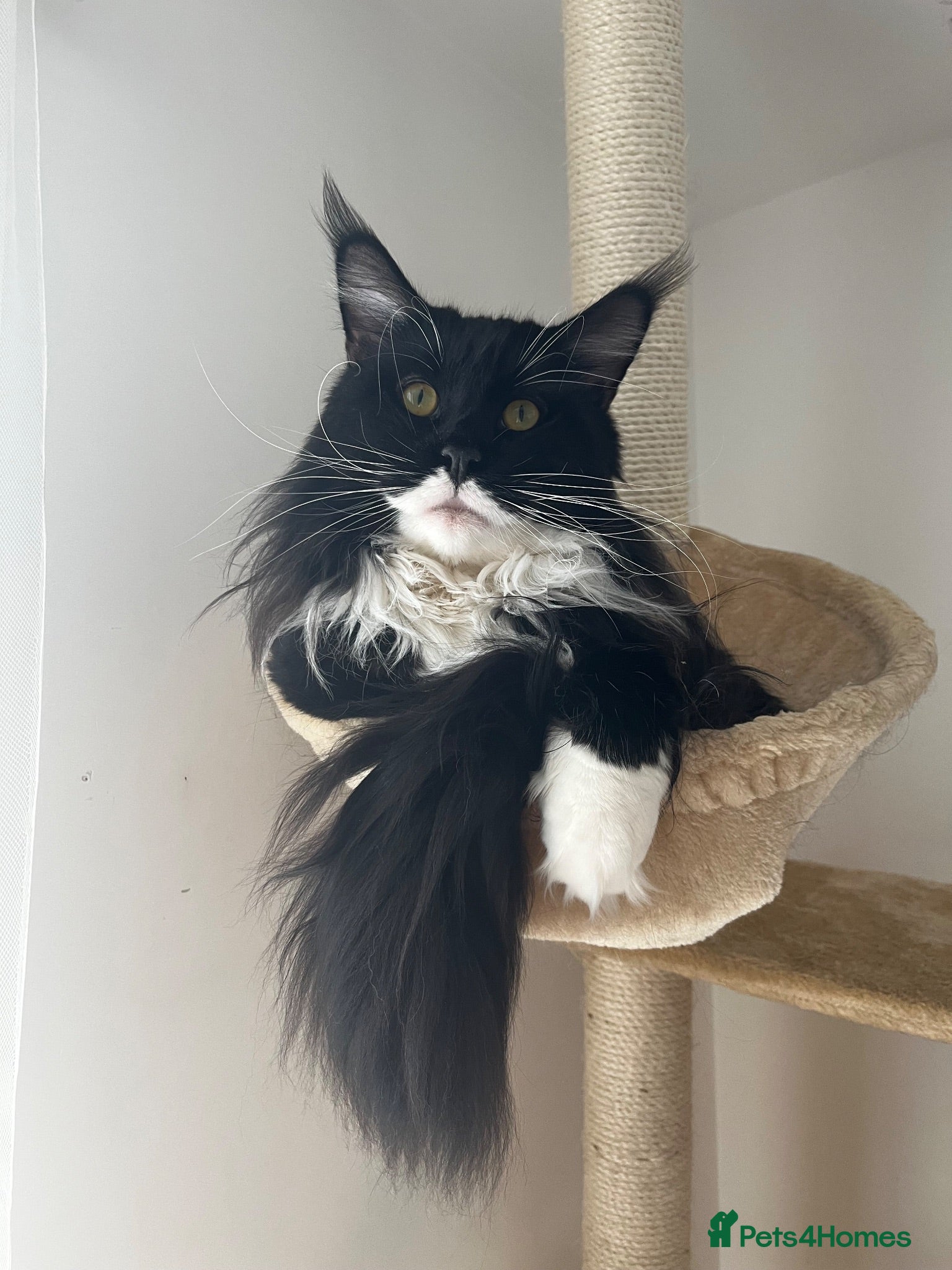Maine Coon cats uther - male maine coon un-neutered  - Advert 3