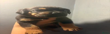 Boxweiler 6